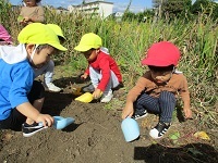 お芋ほり② (1)