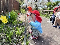 お花見散歩4 (1)