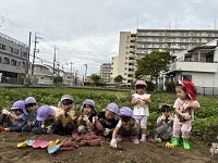 お芋掘り2