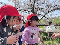 お花見散歩3 (1)