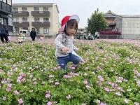 れんげ畑2