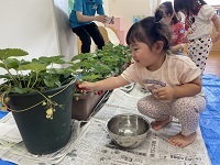 食育(苺のヘタ取り)1