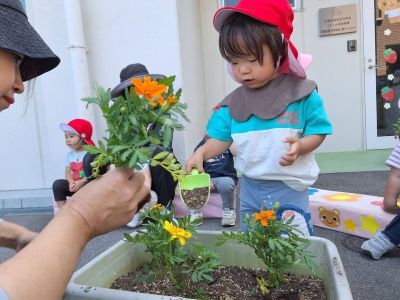 花・野菜の苗植え1