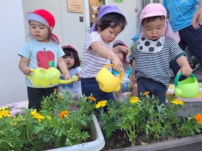 花・野菜の苗植え2 